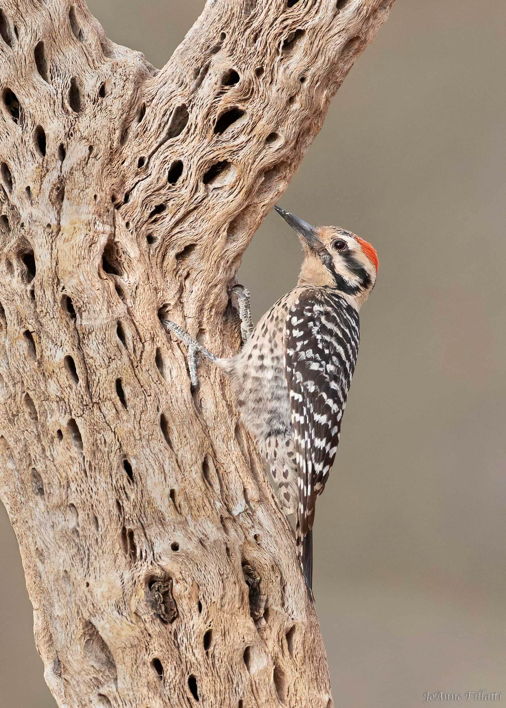 bird of arizona image 9